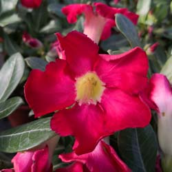 Desert Rose, Red Flowers